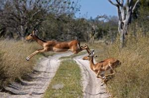 impala-crossing